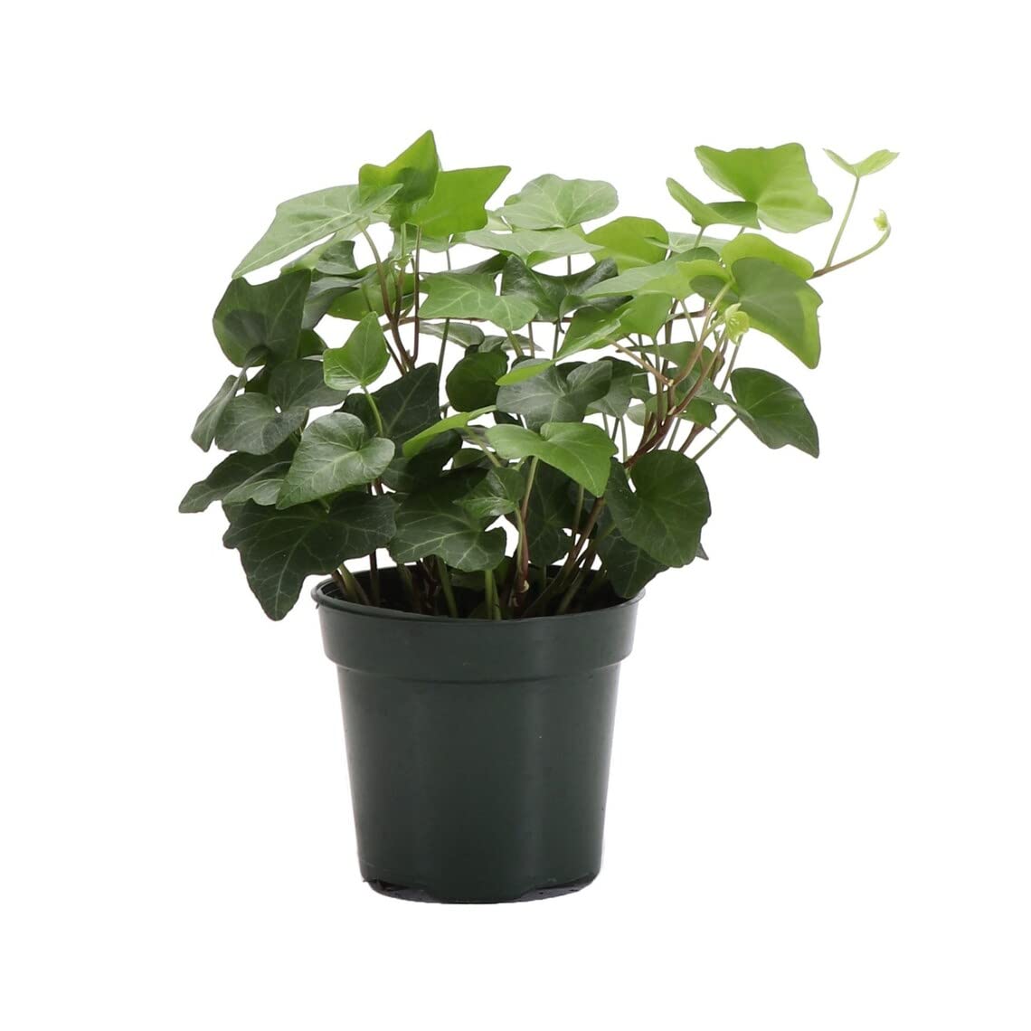 Live Green English Ivy Plant, Hedera Helix, Vining Plant, Live Indoor Plant, 4" Diameter Pot