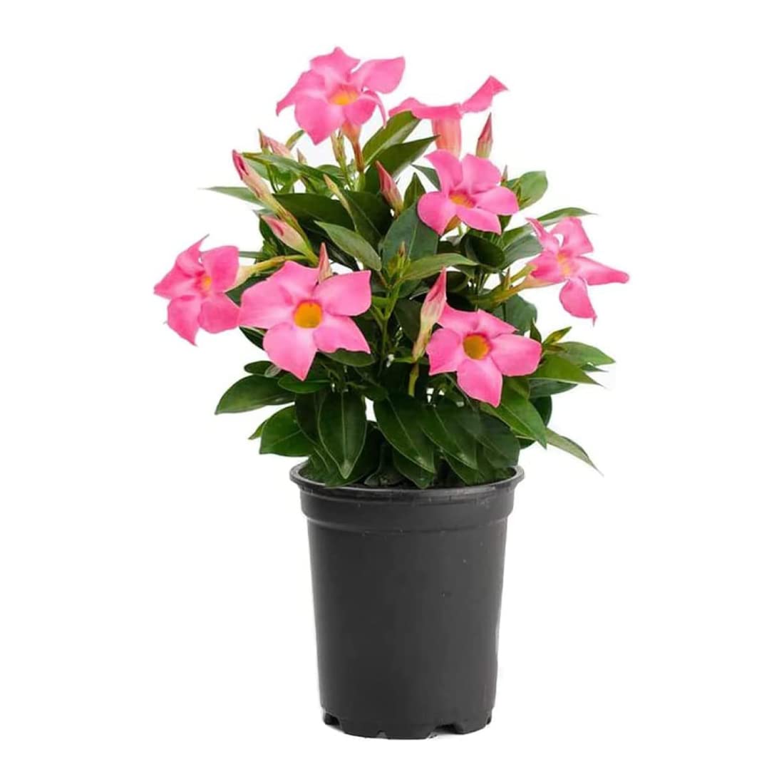 American Plant Exchange Dipladenia Bush 'Pink', 6-Inch Pot, Continuous Blooms, Easy-to-Care Live Plant for Indoor & Outdoor Use, Flowering Shrub Perfect for Landscapes, Container Gardens & Patios