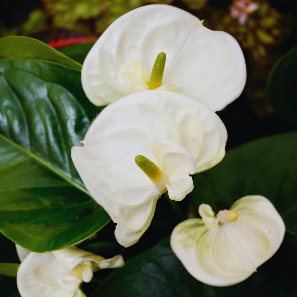 White Anthurium Plant Live, Anthurium Flower Tree, 6'' Pot, Houseplant Live Plant for Home Decoration, No Ship to CA