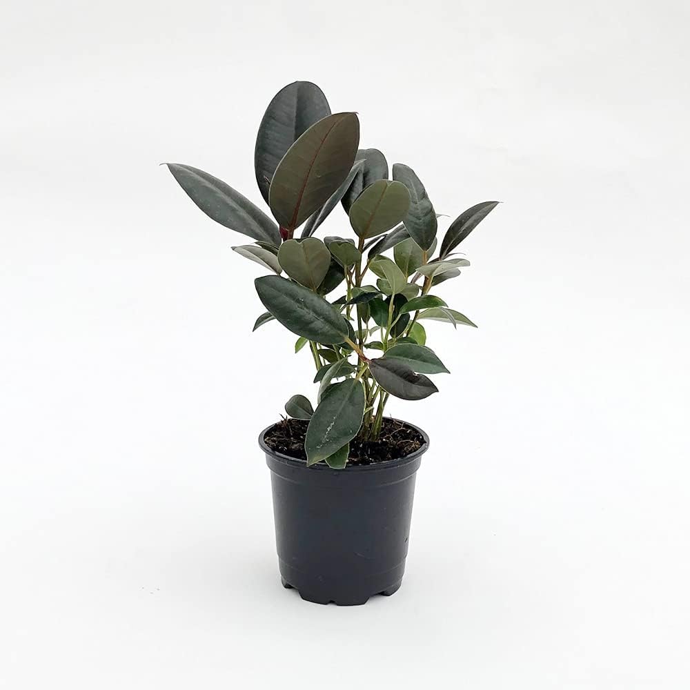 Rubber Plant and Soil Mix Combo - Live Plant in a 4 Inch Pot with 1 Quart HousePlant Soil Mix -Ficus Elastica “Burgundy” with Custom Soil Blend