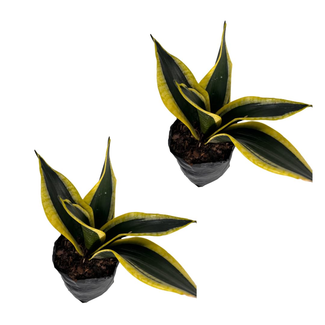 LEAL PLANTS ECUADOR Sansevieria Black and Gold (Pack of 2)| Natural Indoor Décor | Low-Maintenance Air-Purifying Plant | Snake Plant | Bowstring Hemp | Indoor Snake Plant | Sansevieria Plant Live