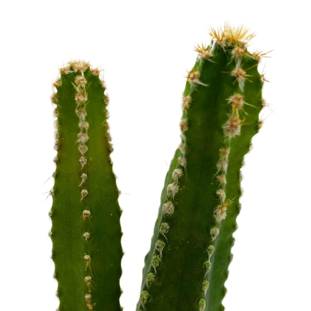 BubbleBlooms Acanthocereus tetragonus Fairy Castle Cactus, in a 2 inch Pot
