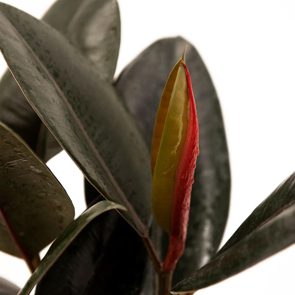American Plant Exchange Burgundy Rubber Tree – 6-Inch with Pot – Live Easy Care Ficus Elastica Houseplant, Air Purifying Indoor Tree for Home, Office, Patio, or Housewarming Gift