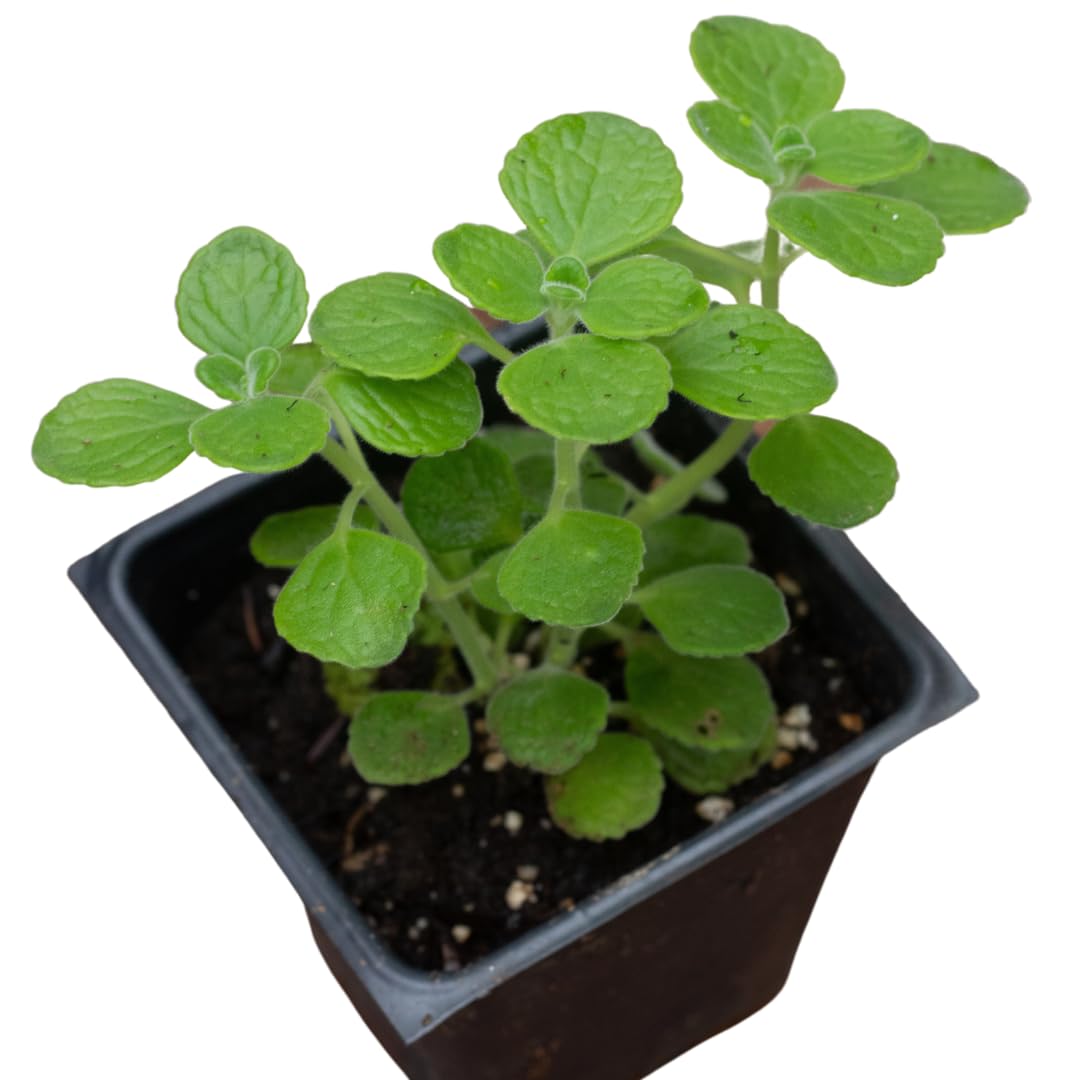 Organic Vicks Plant (Plectranthus tomentosa) in 2.5 inch Pot by Smoke Camp Crafts
