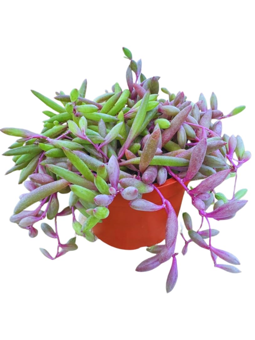 Live Succulent 4" Othonna Capensis Ruby Necklace, Succulents Plants Live, Succulent Plants Fully Rooted, House Plant for Home Office Decoration, DIY Projects, Party Favor Gift By The Succulent Cult