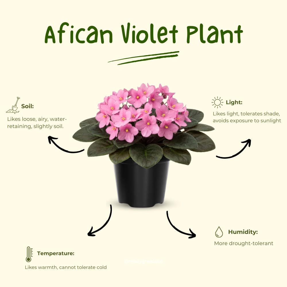 African Violet Live Plant in 4 Inch Pot, Flowering Houseplant, Easy Care Indoor Plant with Vibrant Blooms (Light Pink African Violet)