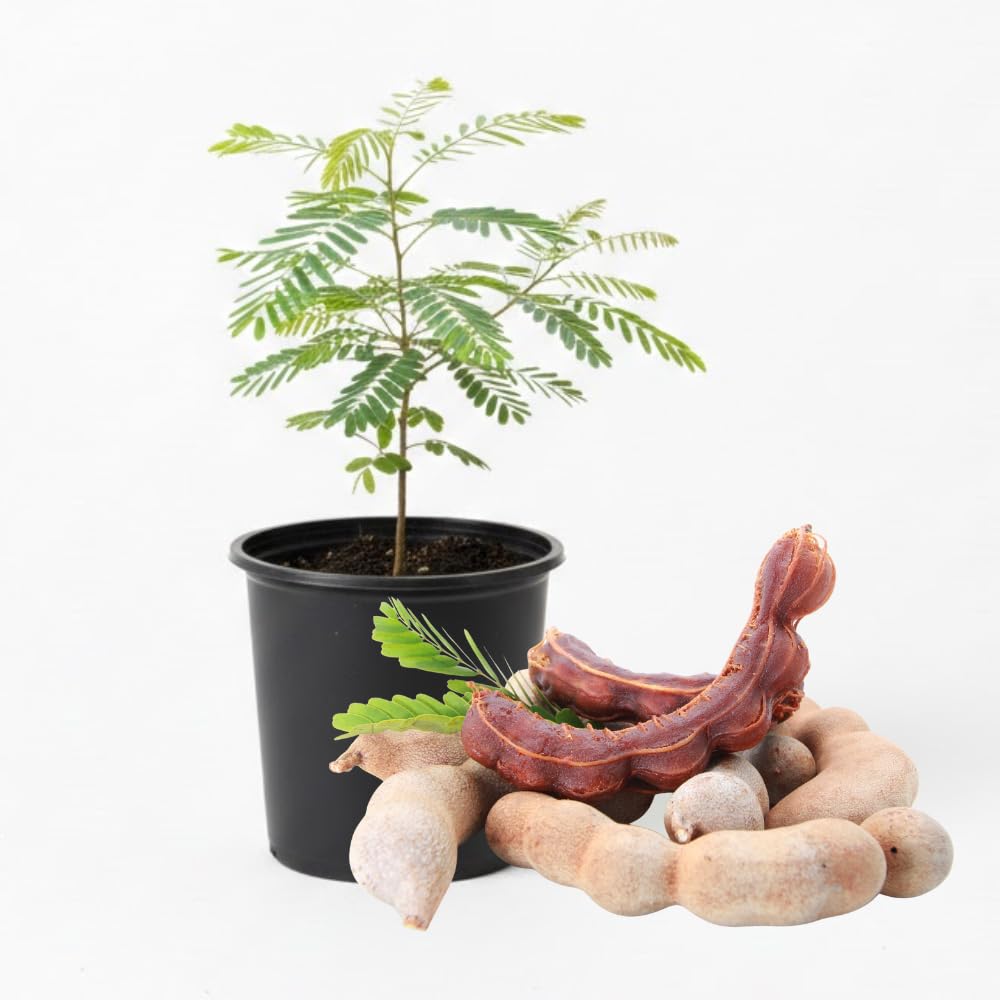 Sweet Tamarind Plant Live, Tamarind Tree, Perennial Tamarinds Fruit Tree, Fragrant and Edible Fruit for Planting, Well Rooted 2-3 Feet Tall in One Gallon Pot