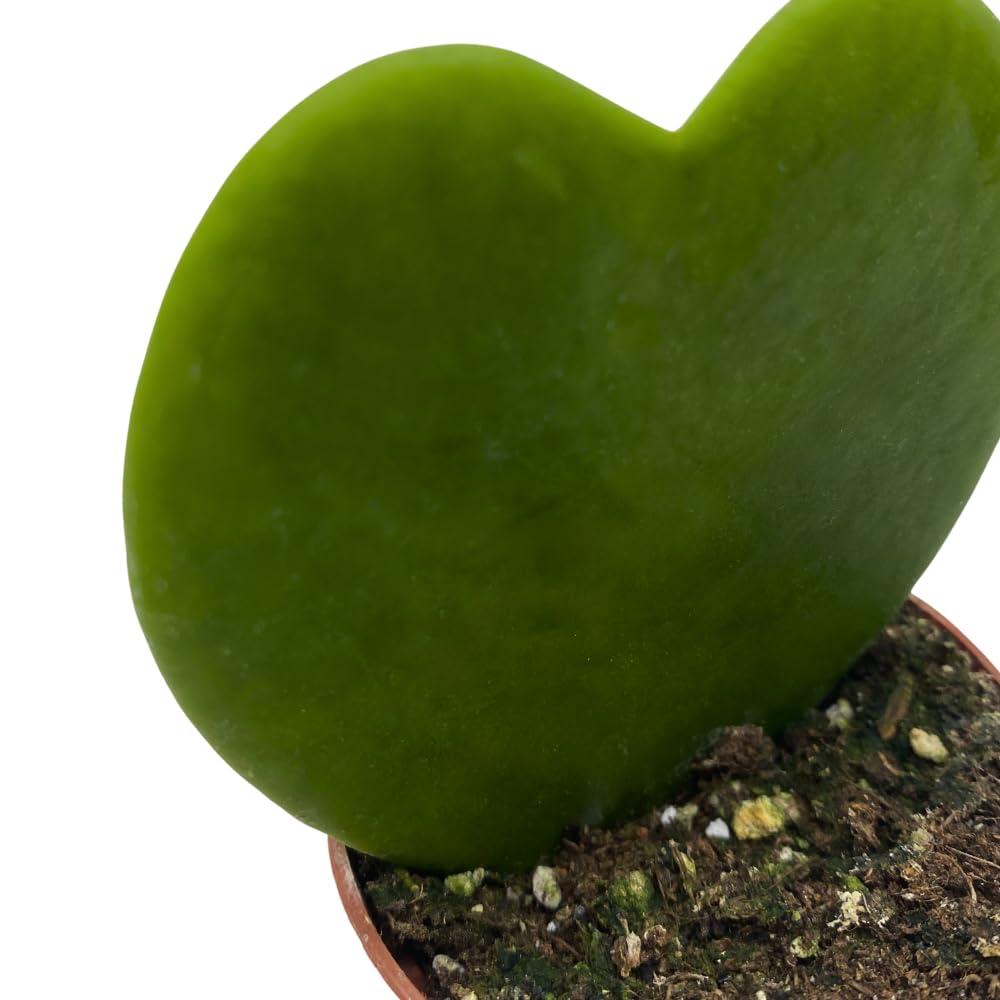 BubbleBlooms Green Hoya Kerrii Heart in a 2 inch Pot Sweetheart Mother's Day Plant