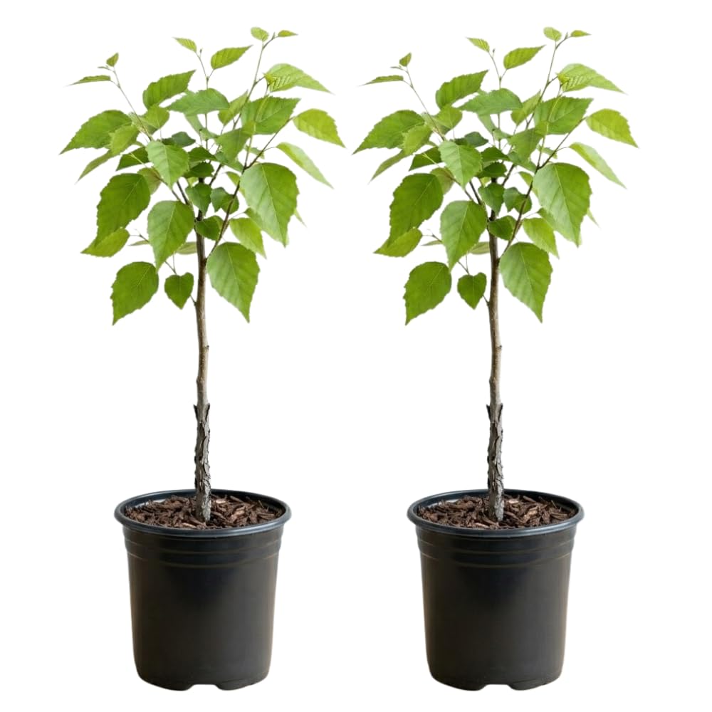 2 River Birch Tree Live Plants, Single Stem Tree in Quart Pot, Low Maintenance, Fast Growing Betula Nigra, Hardy Landscape Trees for Yard and Garden