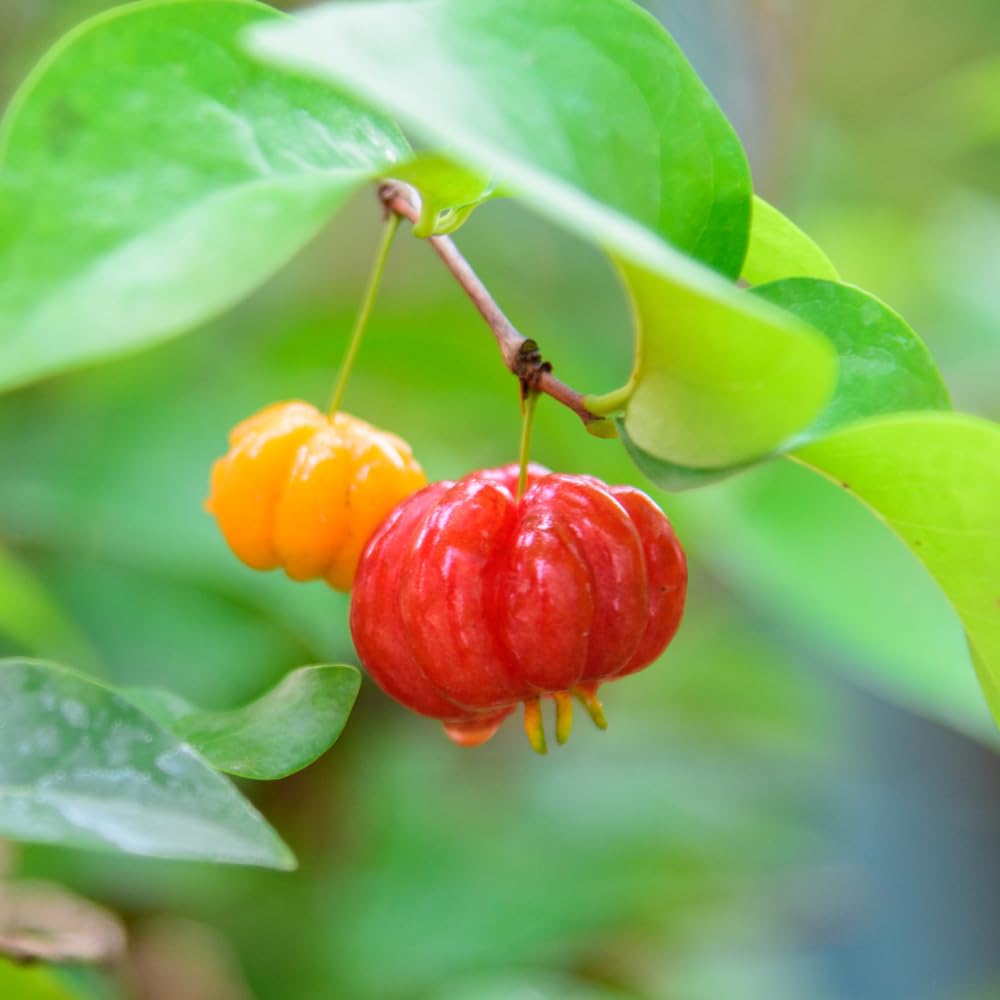 Surinam Cherry Tree Live Plants, Cherry Plant from 2 to 3 Feet Tall, Edible and Sweet Cherry Fruit Tree, 1 Gallon Pot, Easy Care for Outdoor Gardening