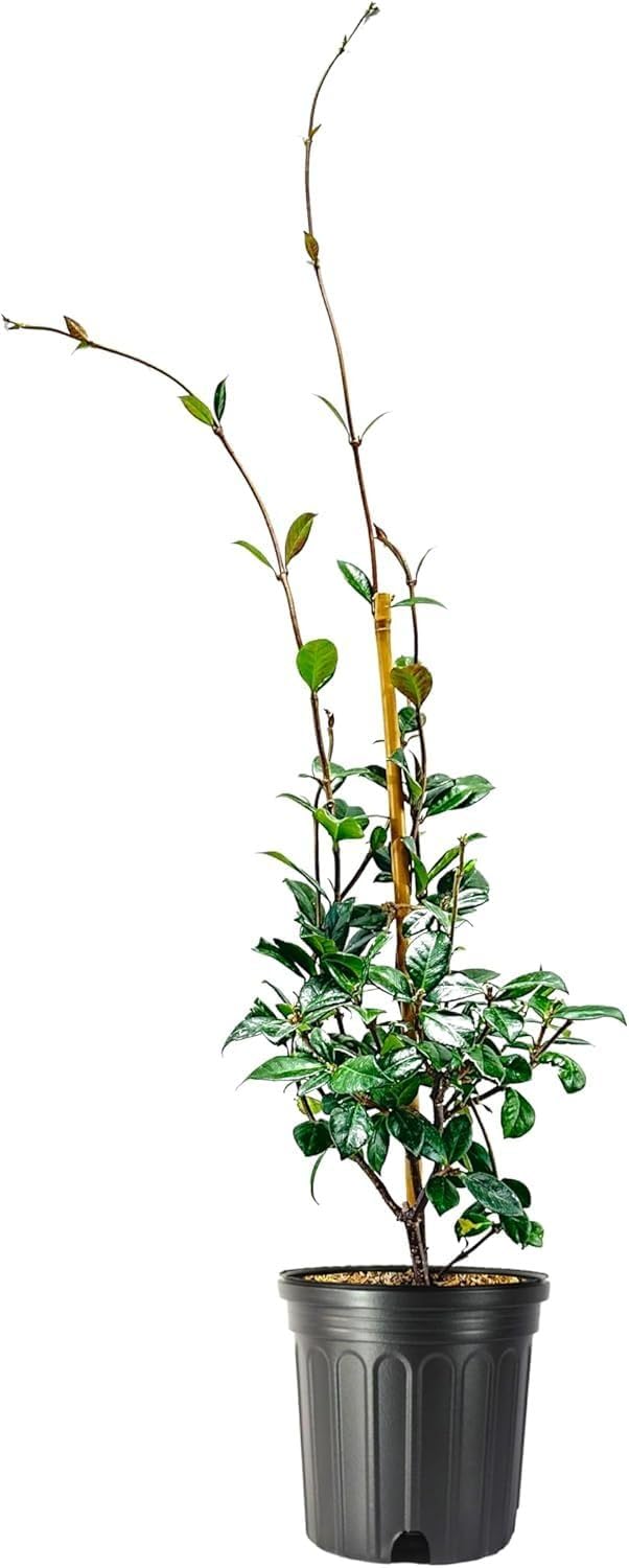 Jasmine Star Confederate I 2 Large Trade Gallon Size Plants I Trachelospermum Jasminoides I Live Fragrant White Star-Shaped Flowers, Perfect for Trellises, Fences, and Arbors