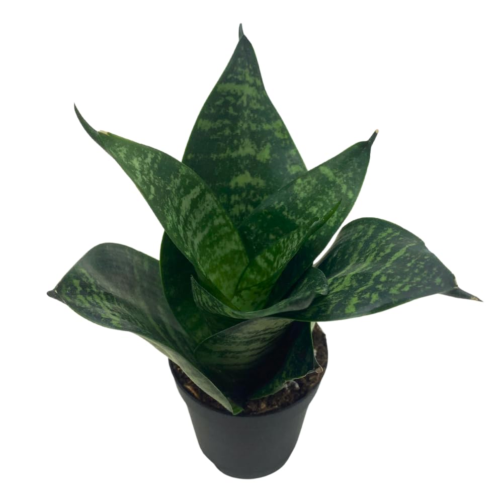 BubbleBlooms Snake Plant Black Robusta in 2 inch Pot, Green Striped Snakeplant, Sansevieria trifasciata