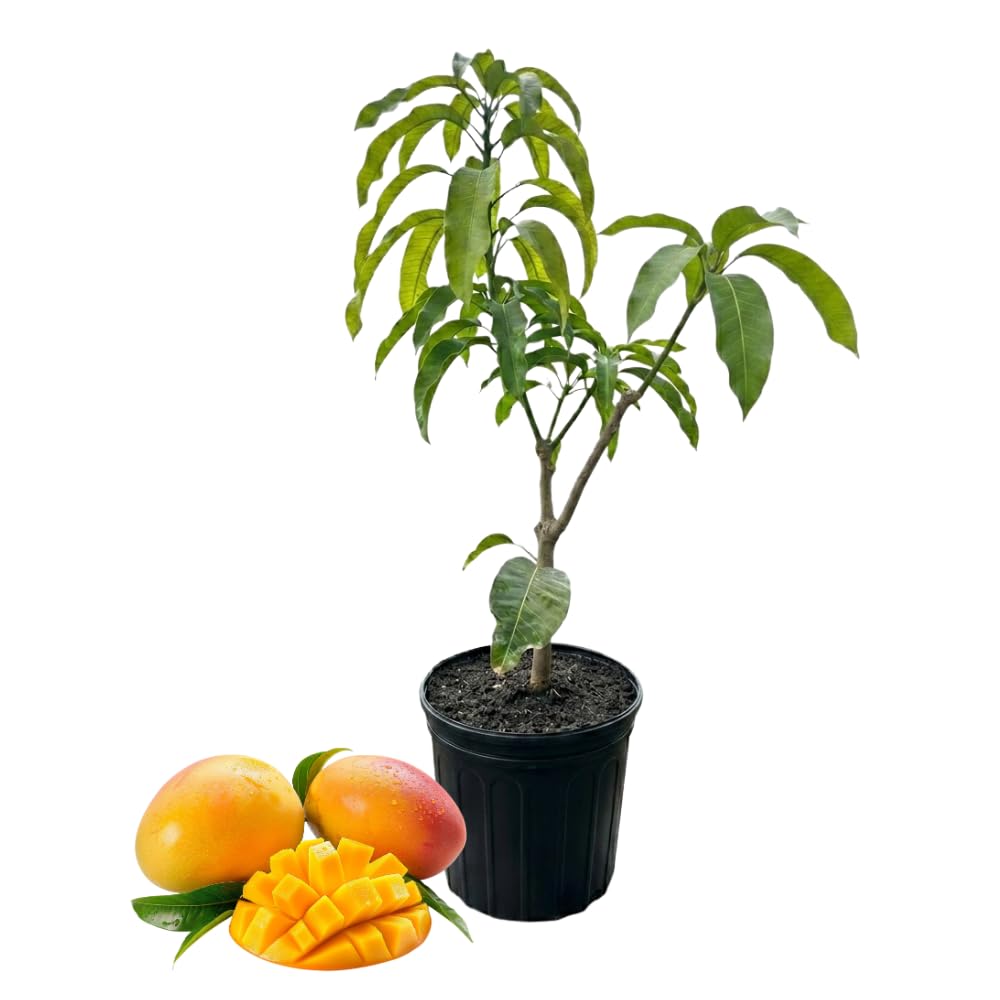 Grafted Valencia Pride Mango Tree Live Plant | 2.5–3 Ft Tropical Fruit Tree for Planting | Sweet, Low-Fiber Mango Variety for Home Gardens | No Ship to CA,HI,AK