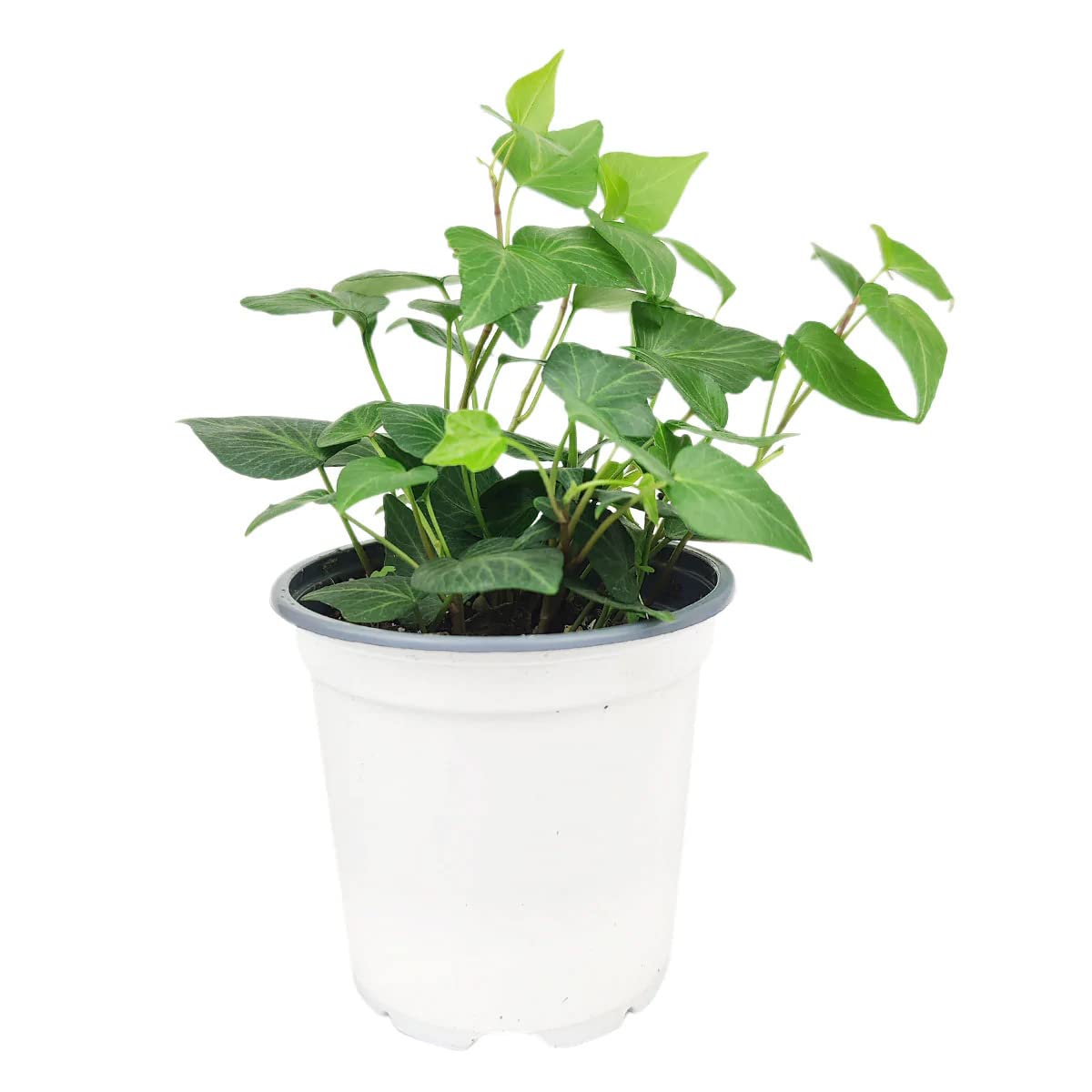 Green Ivy Plant - Heart-Shaped Green Leaves Houseplant for Home Decoration - Air Purifying, Easy to Grow Houseplant (Grower Pot, 4 inch)