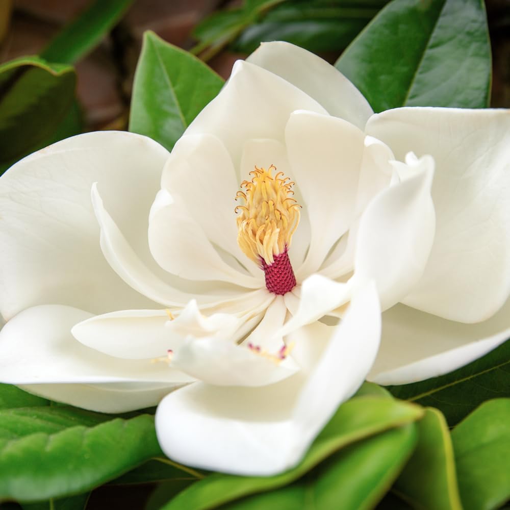 Magnolia Plant Live 6 to 12 Inches Tall, in 2.5 Inches Pot, Magnolia Tree Live Plant, Fragrant Magnolia Flowers (Sweetbay Magnolia)