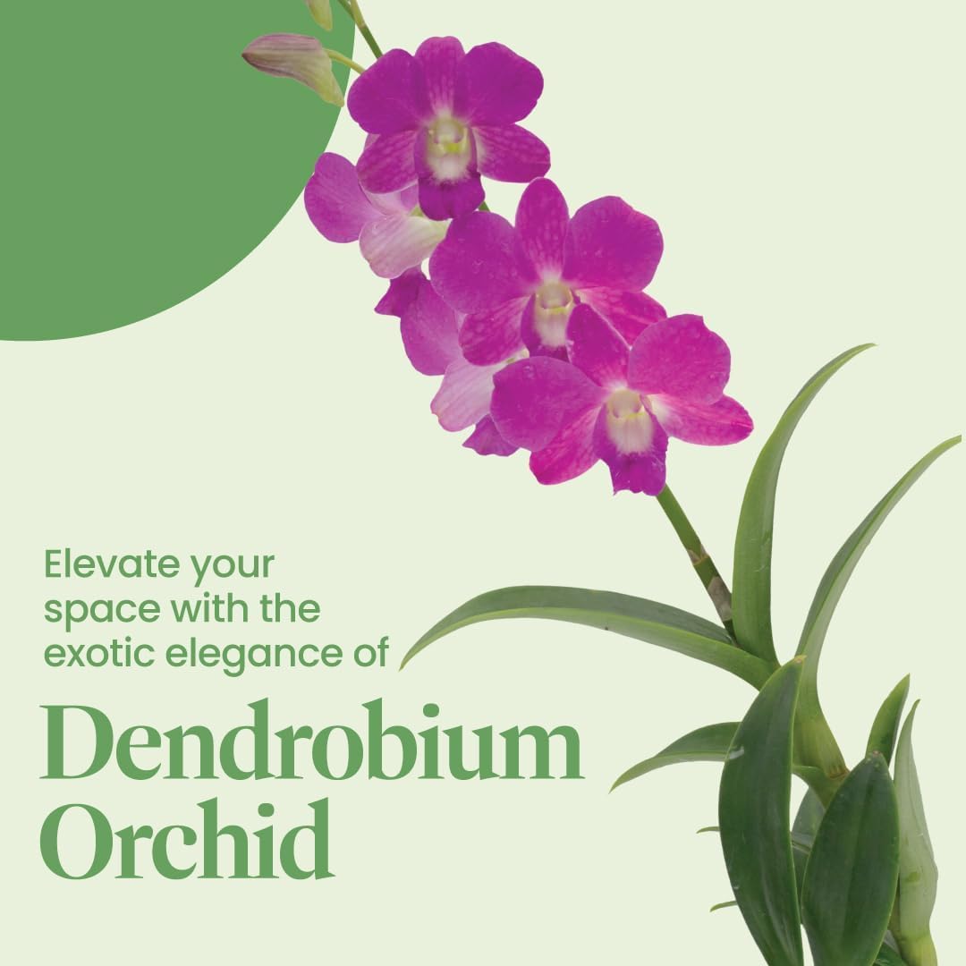 American Plant Exchange Dendrobium Orchid – Live 4-Inch Potted Flowering Plant, Easy-Care Tropical Houseplant with Elegant Blooms for Indoor Home, Office, Windowsills & Gift Décor