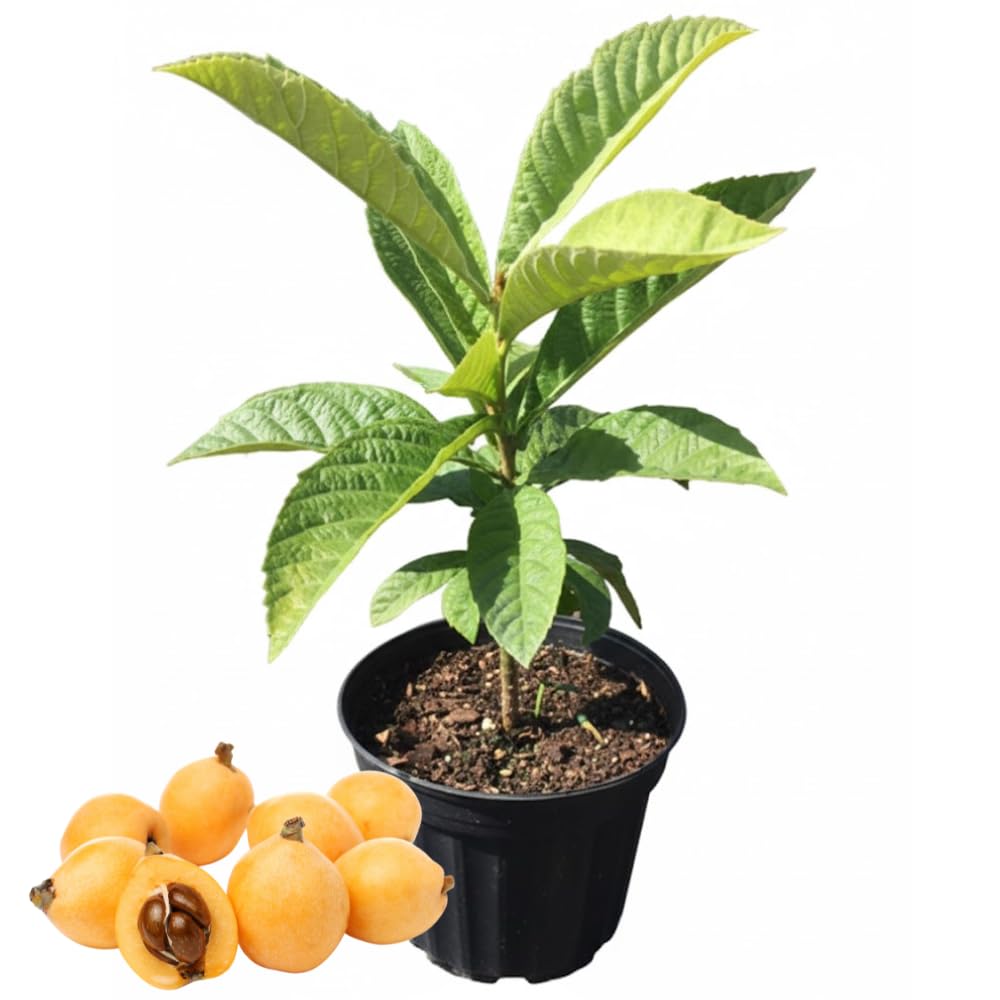 Loquat Tree Live Plant in 4" Pot, 5-9 Inch Tall Fruit Tree Seedling, Hardy Loquat Plant for Outdoor Growing
