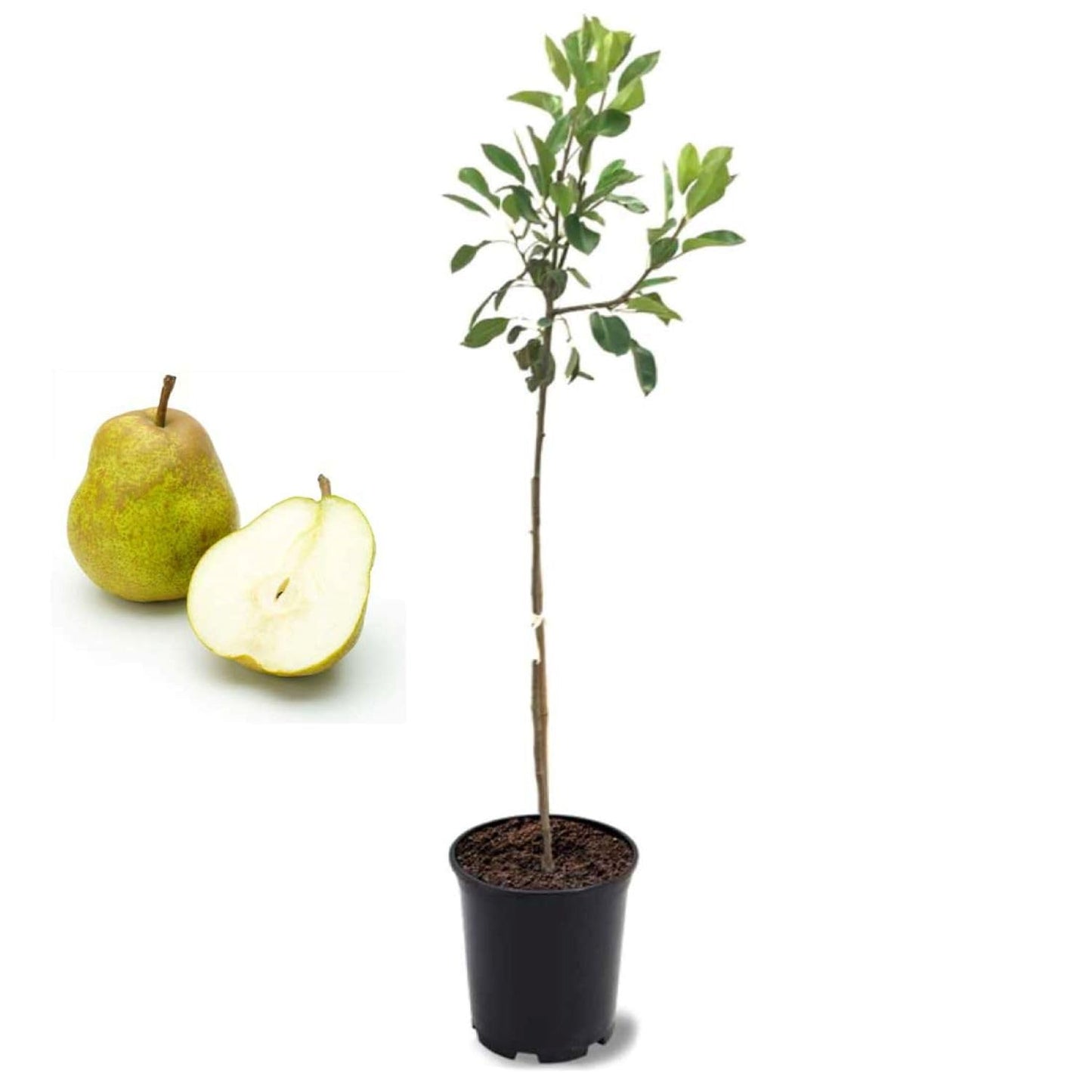American Plant Exchange Hood Pear Tree, Live 1-Gallon Pot, Large Greenish-Yellow Fruit, Crisp & Juicy, Ripens Late Summer, White Blooms, Indoor/Outdoor Houseplant/Landscape Tree