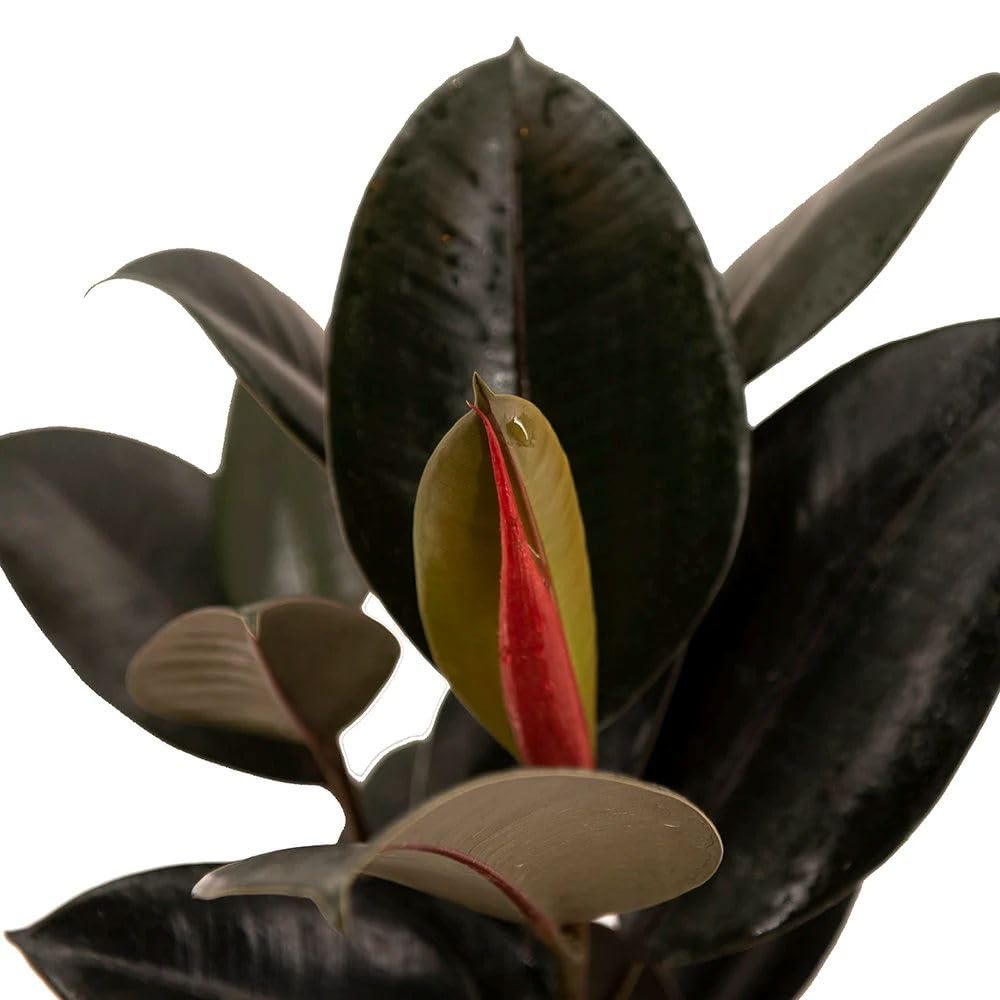 American Plant Exchange Burgundy Rubber Tree – 6-Inch with Pot – Live Easy Care Ficus Elastica Houseplant, Air Purifying Indoor Tree for Home, Office, Patio, or Housewarming Gift