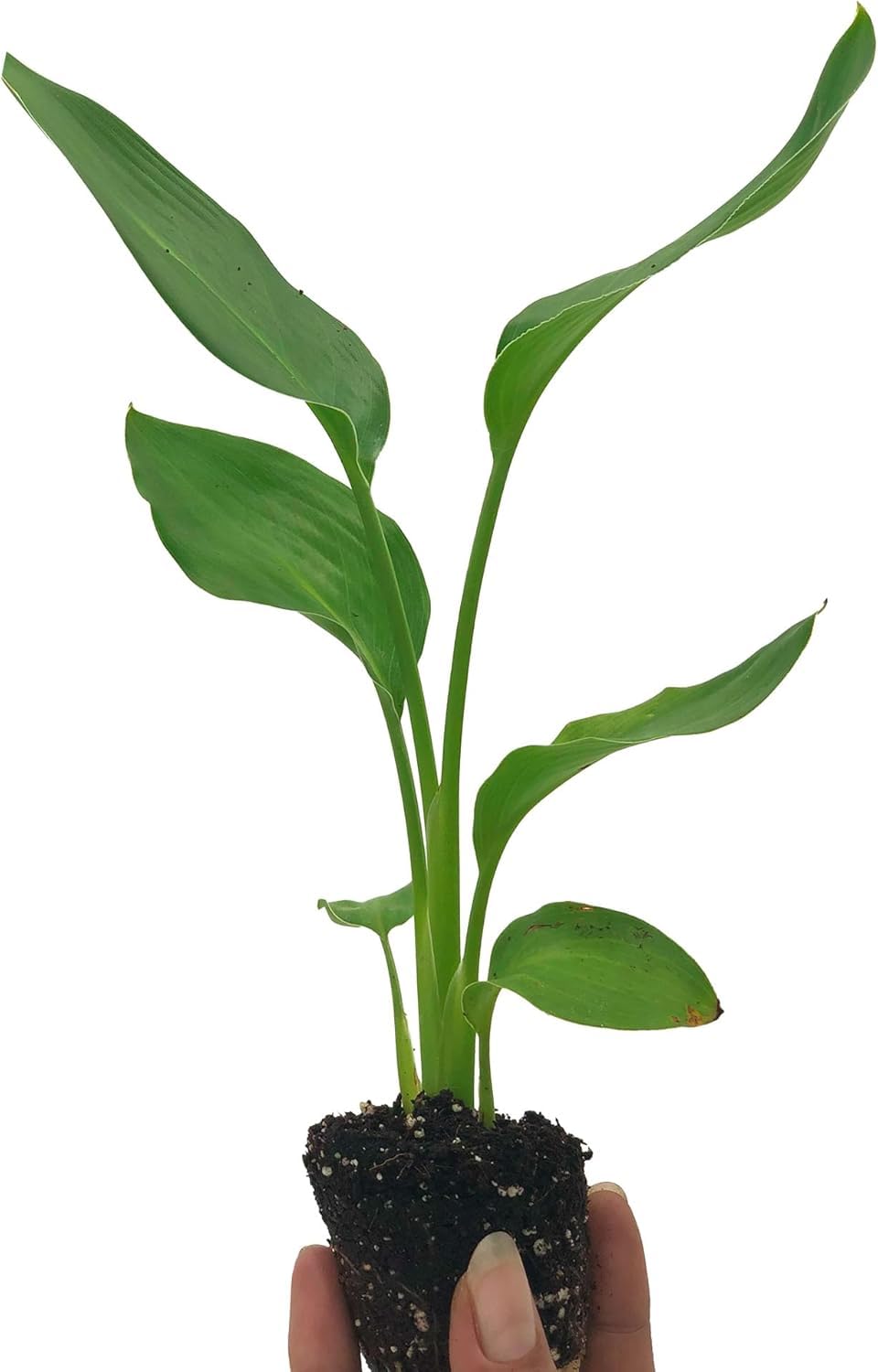 Live Orange & White Birds of Paradise Plant Variety - 'Birds of Paradise' Strelitzia nicolai - ragnaroc Tropical Plant 6-10” Tall - 4ct - Live Arrival Guaranteed - House Plants for Home Decor & Gift