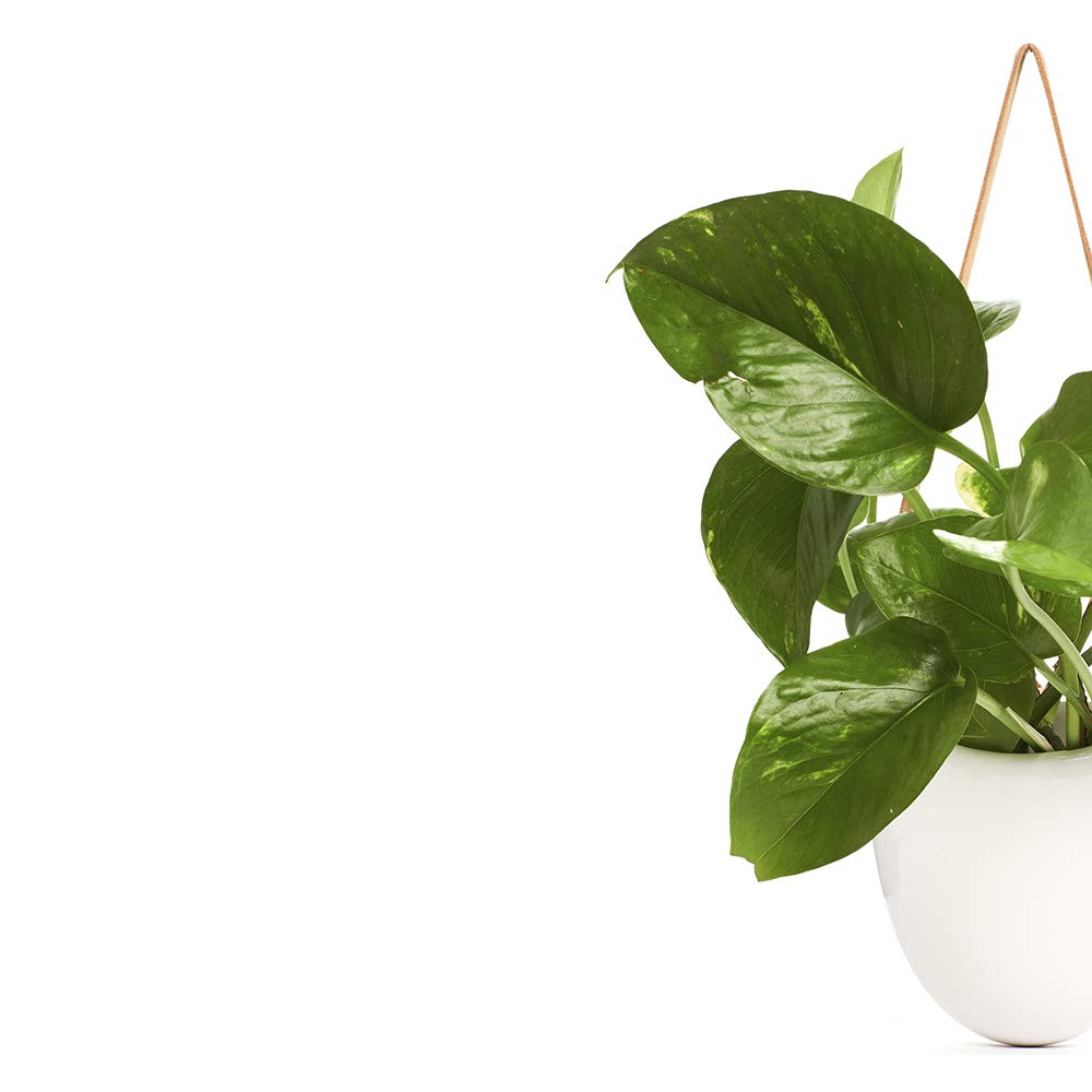Shop Succulents | Hanging Ceramic Planter with Leather Strap with Live Pothos Houseplant Included