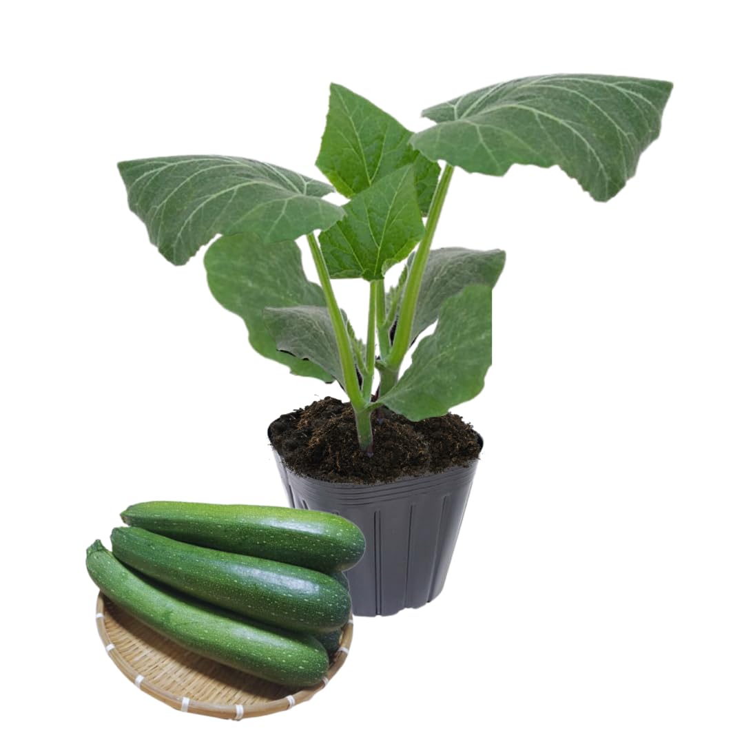 2 Green Squash Plants Live, 4 to 6 Inch Tall, Squash Zucchini Plants Gardening