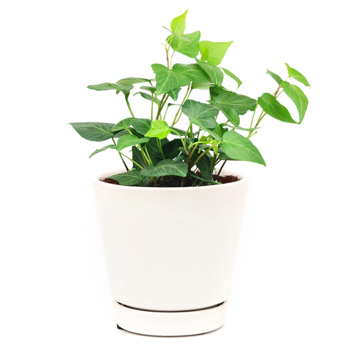Green Ivy Plant - Heart-Shaped Green Leaves Houseplant for Home Decoration - Air Purifying, Easy to Grow Houseplant (Grower Pot, 4 inch)