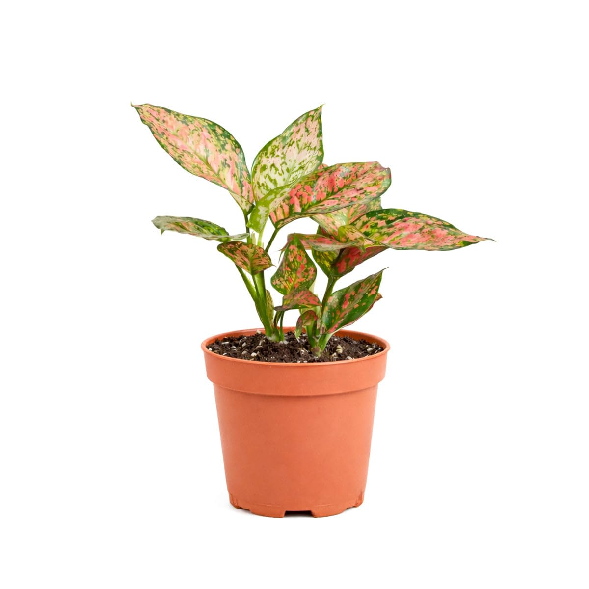 Chinese Evergreen 'Lady Valentine' (4 inch) - Air-Purifying Houseplants - 4/6 inch Unique Live Decorative Houseplants - Low-Maintenance Indoor Plants, House Warming Gift, Natural Air Purifier