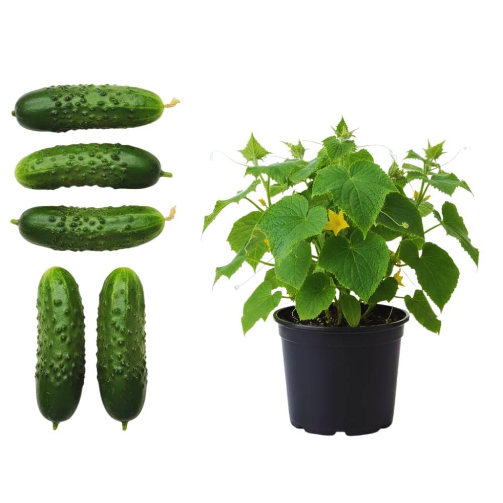 Set of 2 Marketmore Cucumber Plants Live, Live Cucumber Plants, 4'' Pot, 4 to 7 Inc Long Starter Plant