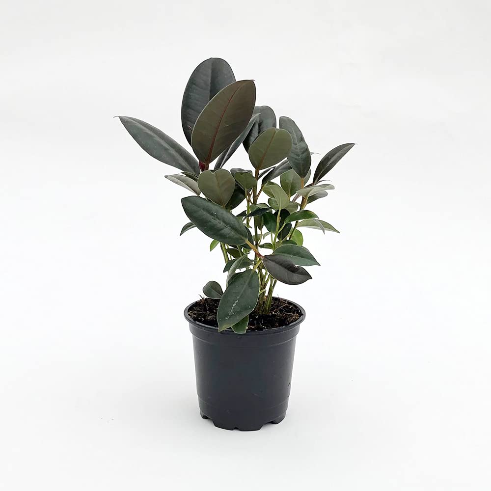 Rubber Plant - Live Plant in a 4 Inch Pot - Ficus Elastica “Burgundy” - Beautiful Easy Care Air Purifying Indoor Houseplant