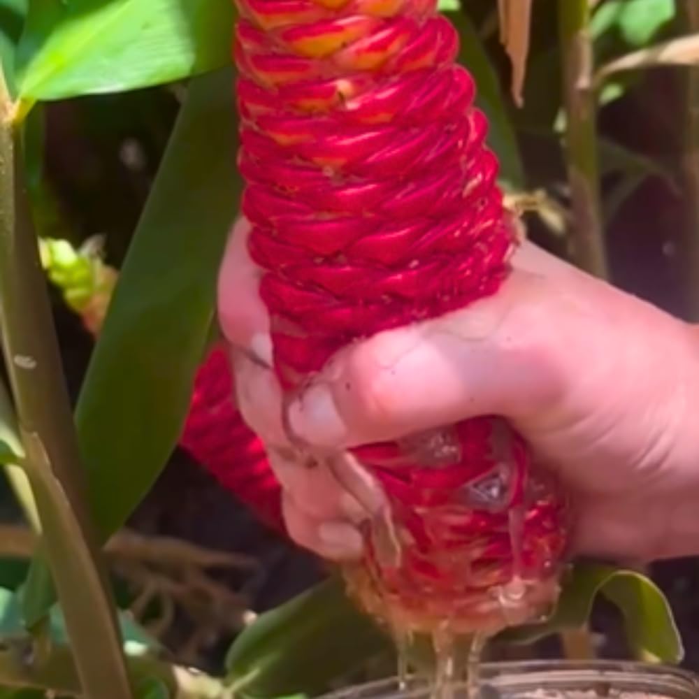 12 Zingiber Zerumbet Awapuhi Shampoo Ginger Roots, Red Pinecone Ginger Rhizomes for Outdoor Planting