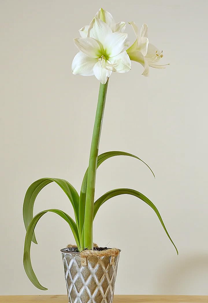 Stella Maris Amaryllis Bulb - Bare Root - Stunning White Blooms with Slightly Ruffled Petals - Easy to Grow Indoor or Outdoor Flowering Plant