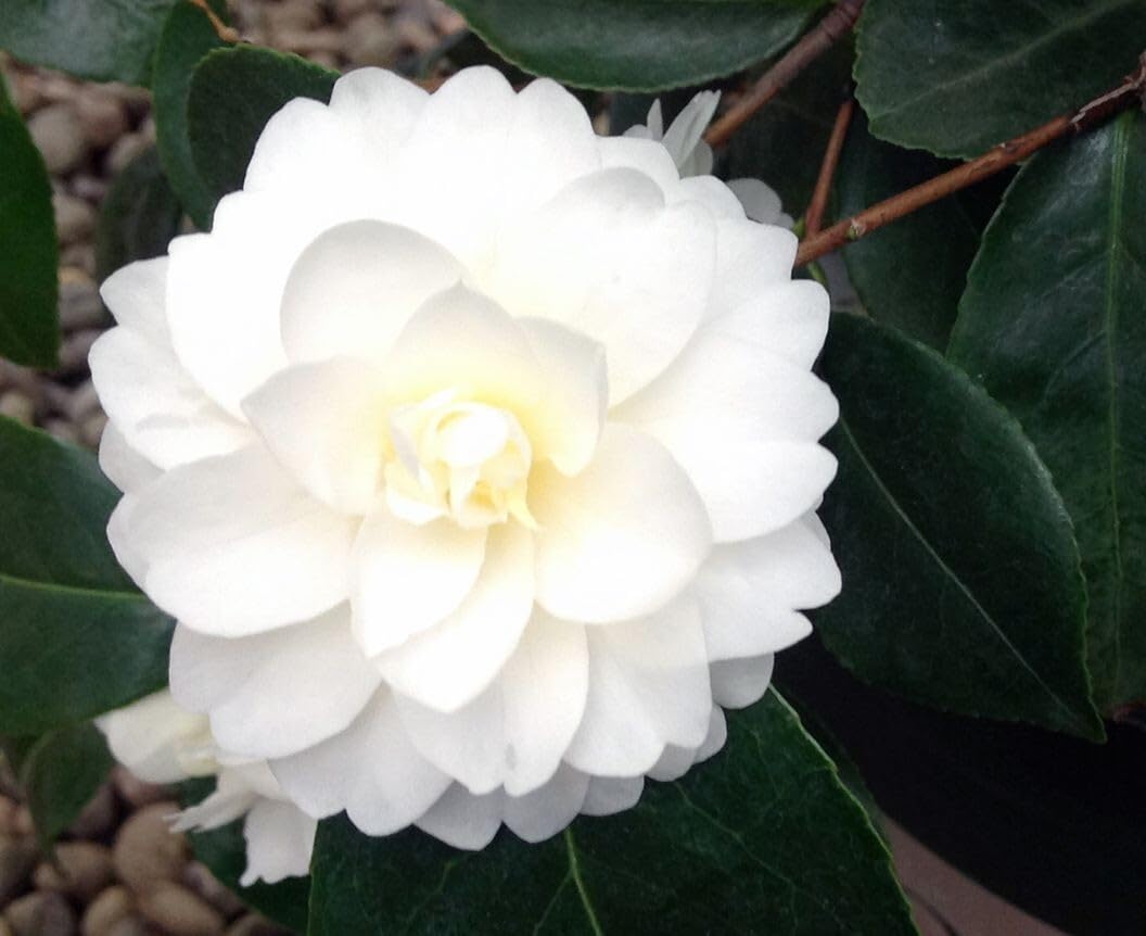 Live Plant - Buttermint Unique Bloom Camellia Japonica-Live Starter Plant