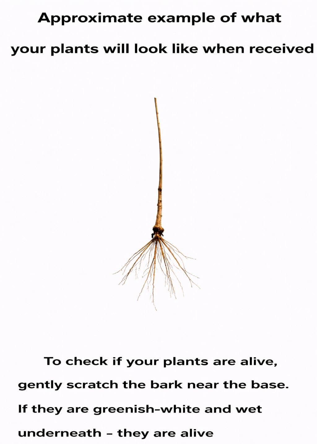 5 Paw Paw Trees - 6-12" Tall Live Plants - Common Indian Banana Trees - Asimina triloba - (5 Pack)