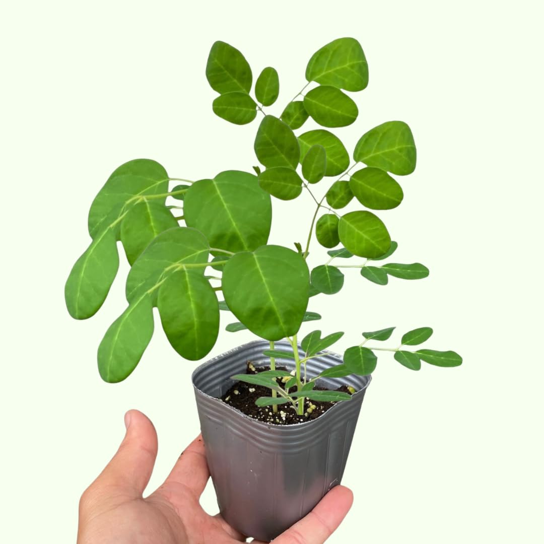 Malunggay Plant Live in Pot, 1 Moringa Oleifera Drumstick Horseradish Tree 6"-8" Tall from Bottom Pot for Planting