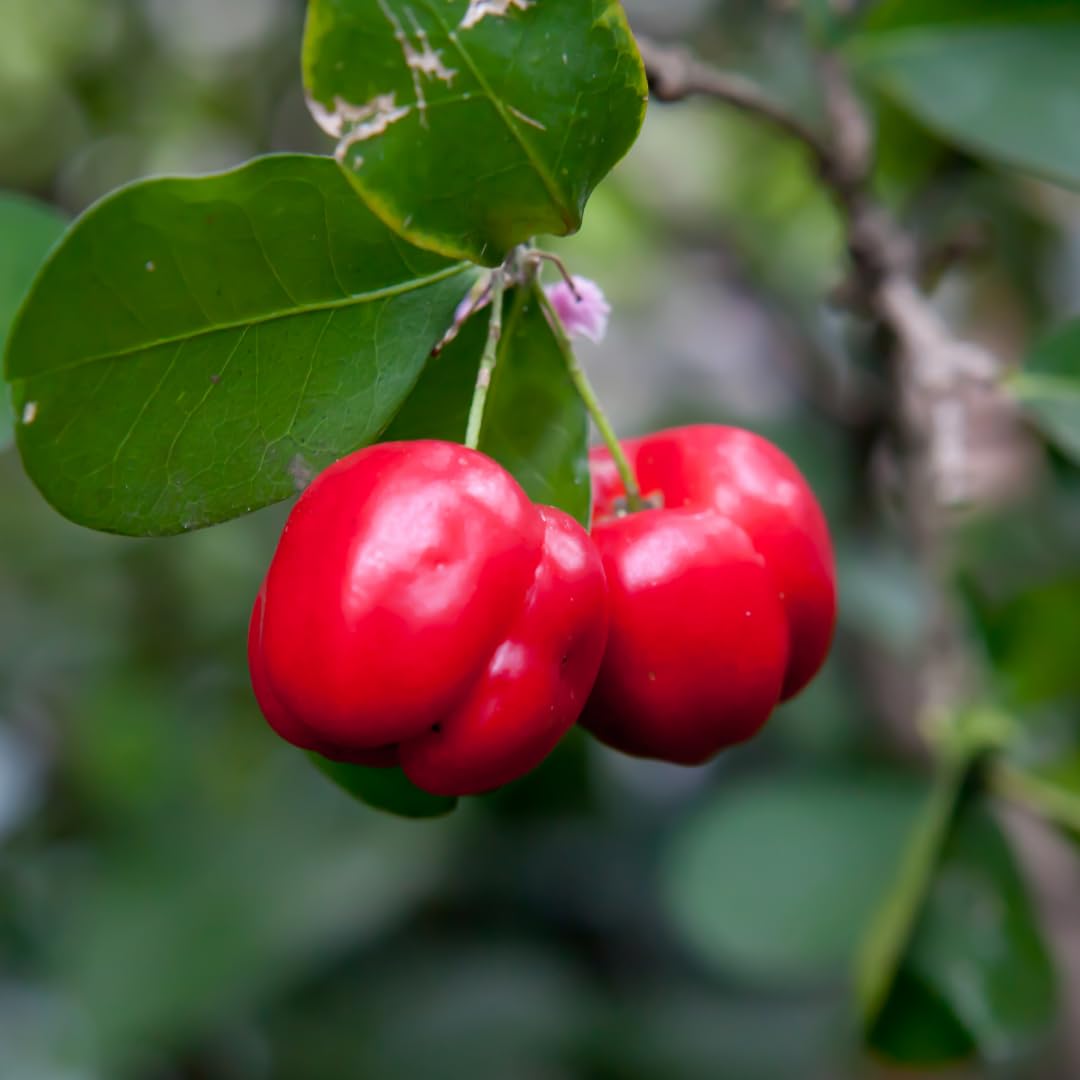Set of 2 Live Barbados Cherry Tree Plant, Acerola Red Cherry Tree, Tropical Fruit Plant, 4-8 Inches Tall, Ready for Growing
