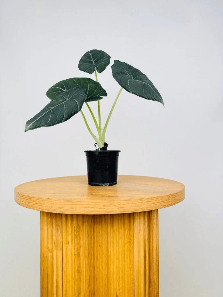 Alocasia Maharani (Grey Dragon) 5-9" Live Plant - Rare Jewel Alocasia with Thick Textured Foliage - Compact Indoor Houseplant - Exotic Living Decor