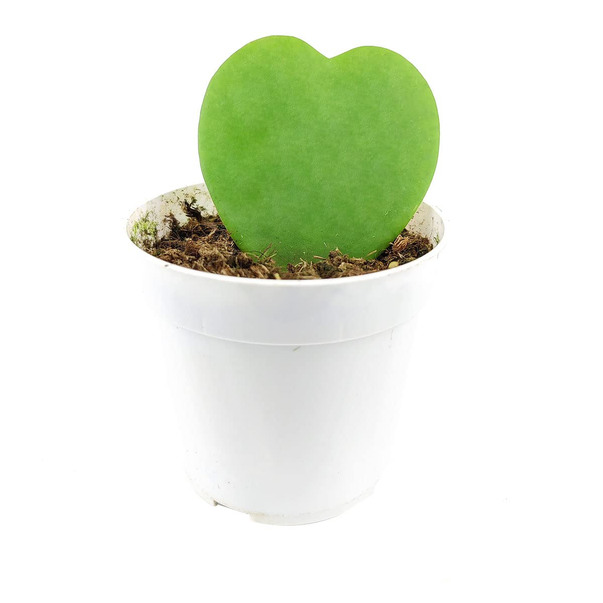 Live Houseplant 4" Hoya Kerrii Heart - Easy Care Indoor Plant - House Plants Indoors Live - Low Light House Plants - Plants Live Houseplants - Air-Purifying Houseplant for Gift or Home Decoration