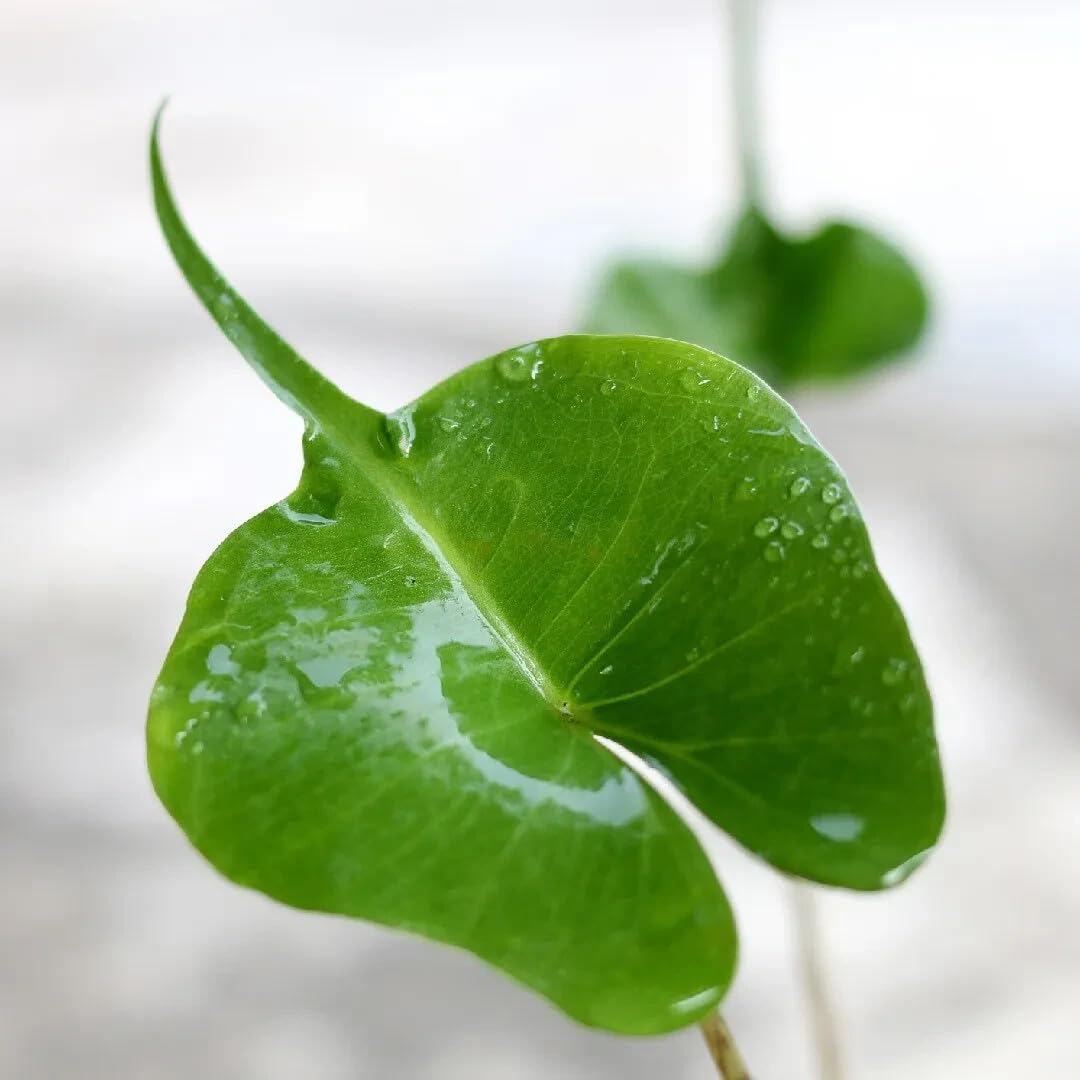 Live Plant - Stingray Alocasia Elephant Ear Small Well Rooted Starter Plant