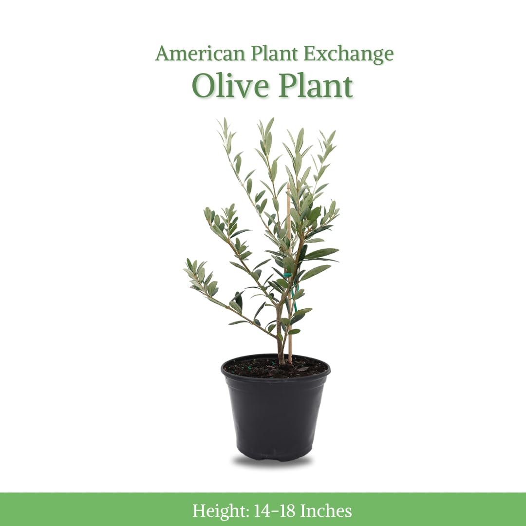 American Plant Exchange Arbequina Olive Tree – Live 5-Inch Pot, Fruit Bearing Tree, Cold Hardy Edible Variety for Containers, Patios, and Mediterranean-Inspired Gardens