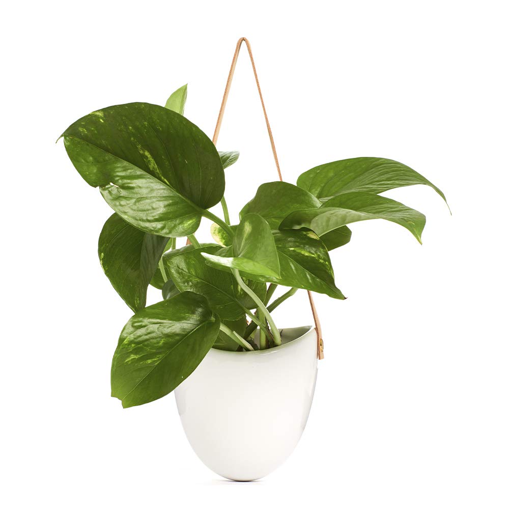 Shop Succulents | Hanging Ceramic Planter with Leather Strap with Live Pothos Houseplant Included