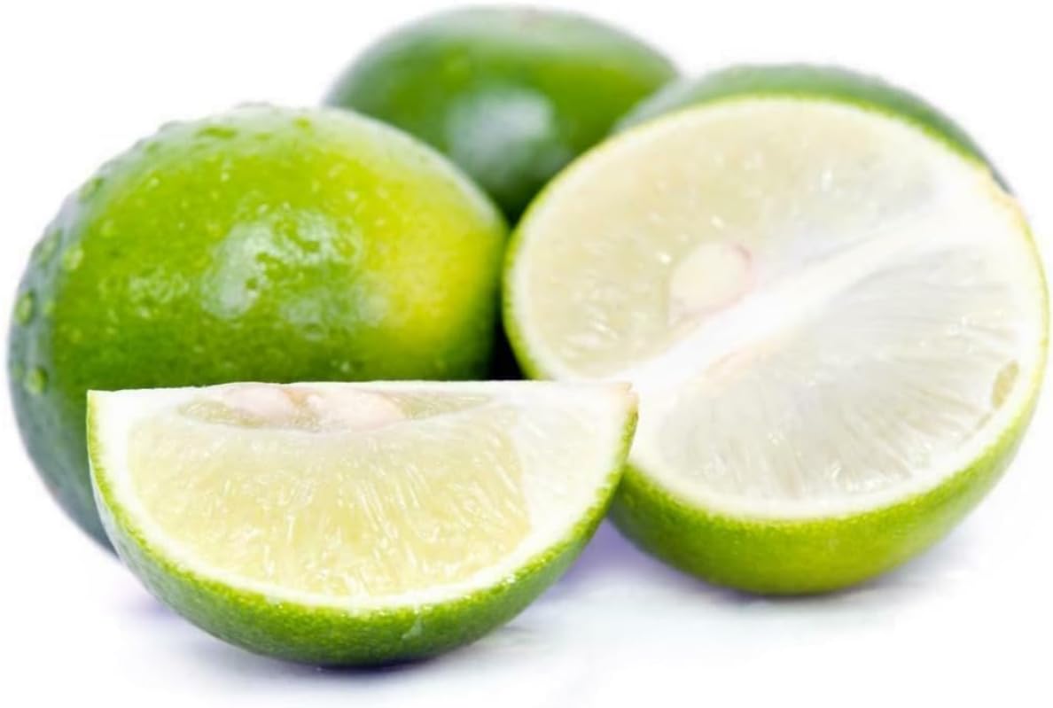 Mexican Key Lime Tree - 2-5 Inch Tall Live Plant - Potted Indoor/Outdoor Fruit Seedling - Citrus aurantifolia