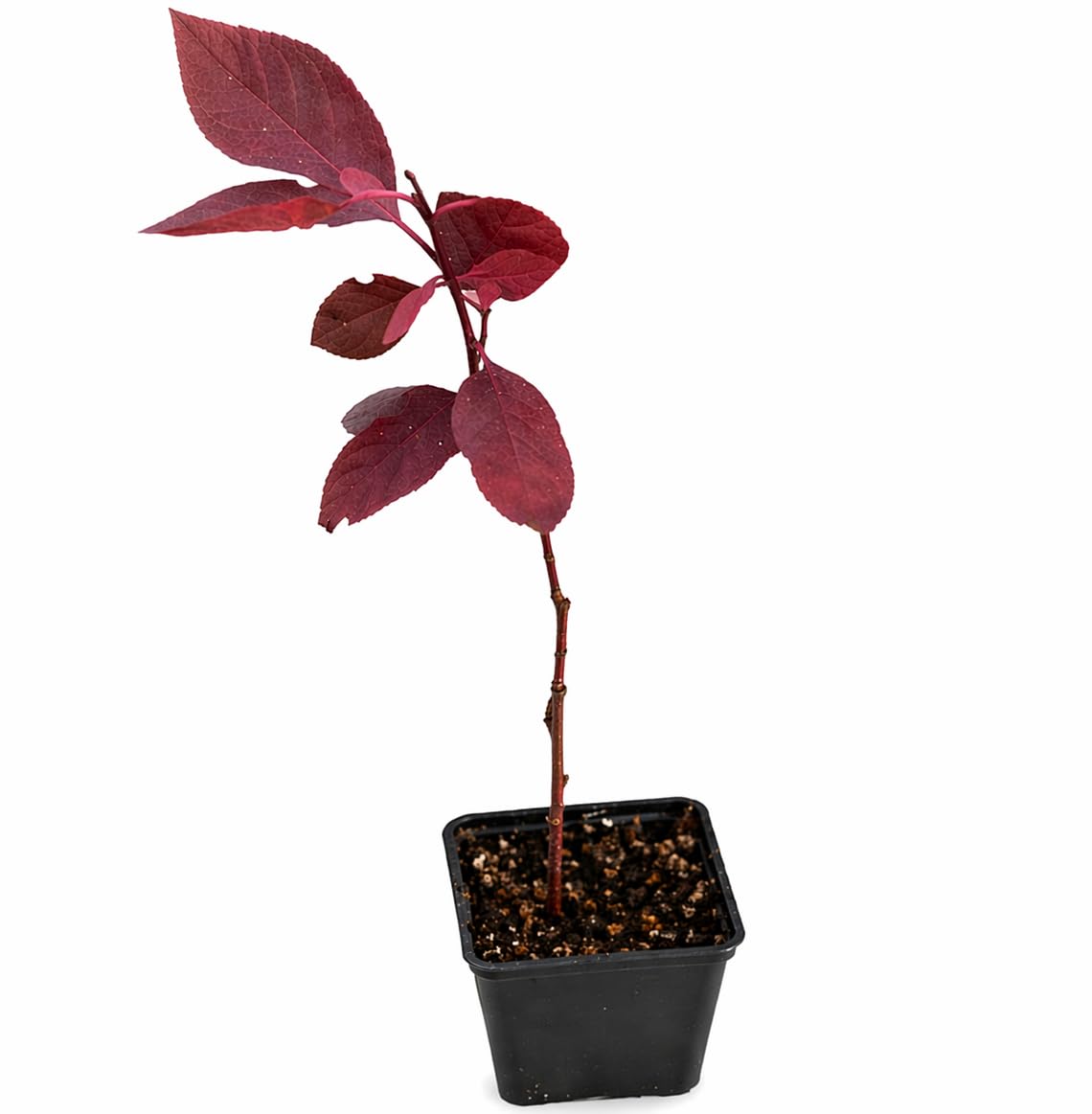 Purple Leaf Sand Cherry Shrub/Tree - 10-16" Tall Live Plant - Quart Pot - Purpleleaf Cistena Plum Bush - Prunus × cistena
