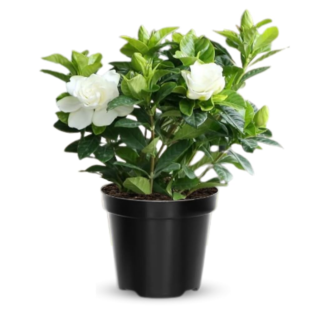 Set 2 of Jasmine Plants Live, Frost Proof Gardenia Plants Live, 5 Inches and 7 Inches Tall