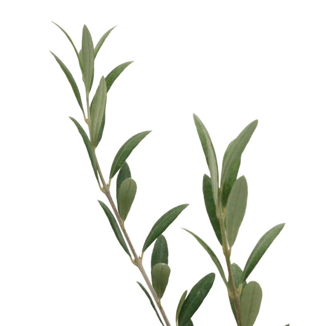 American Plant Exchange Arbequina Olive Tree – Live 5-Inch Pot, Fruit Bearing Tree, Cold Hardy Edible Variety for Containers, Patios, and Mediterranean-Inspired Gardens