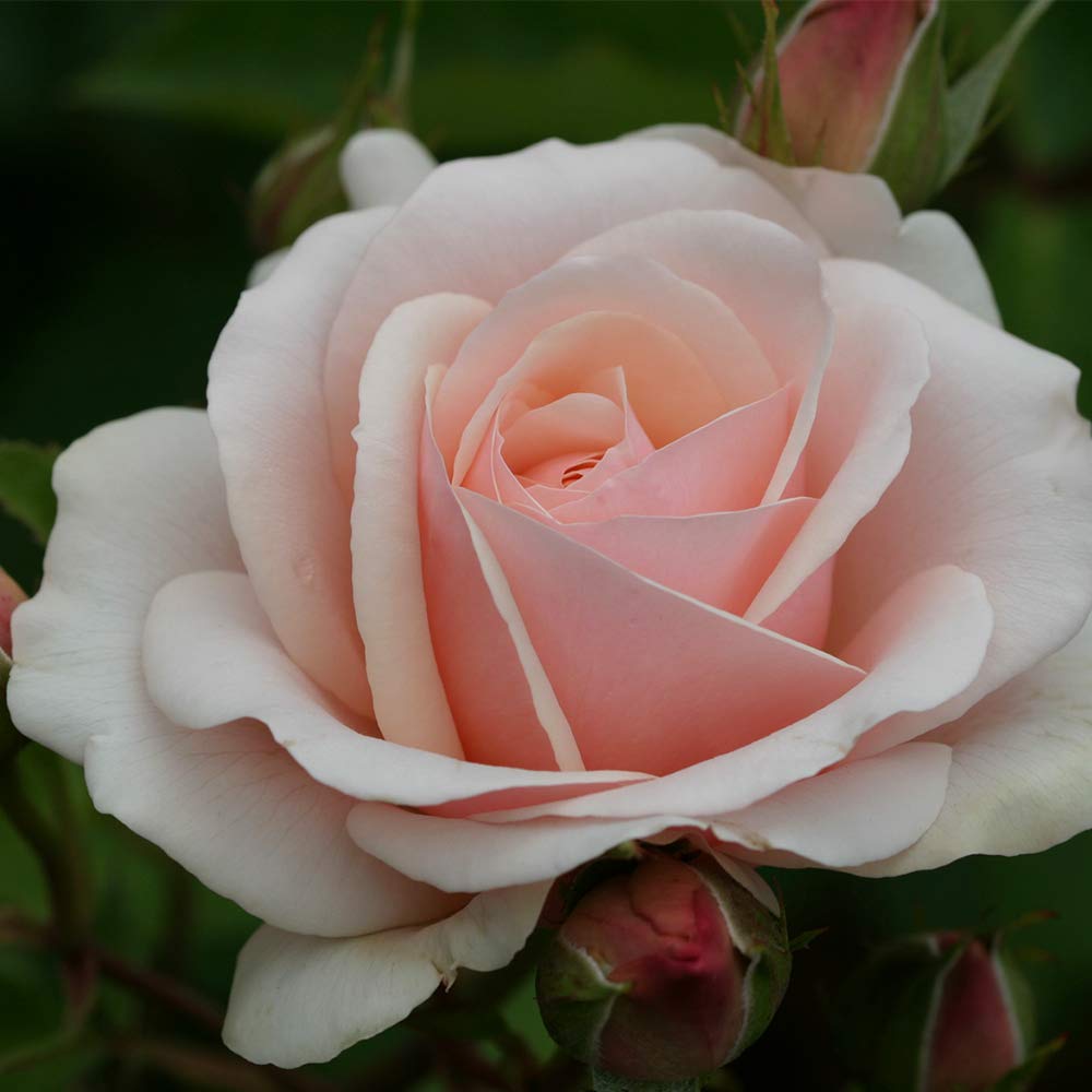 Heirloom Roses Shrub Rose Bush - Majestic™ Live Pink Plant for Outdoor Planting