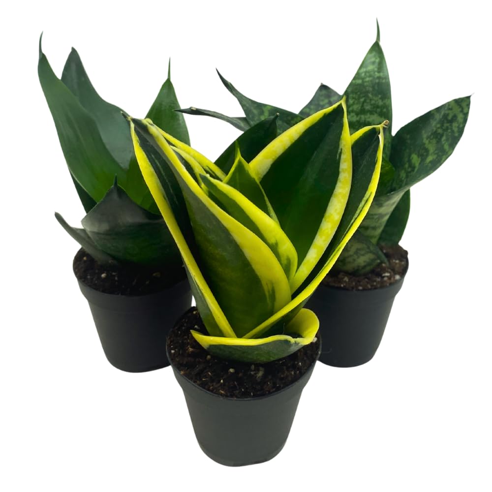 BubbleBlooms Sansevieria Trifasciata Assortment 3 Different Dwarf Rosette-Shaped Snake Plants in 2 inch pots