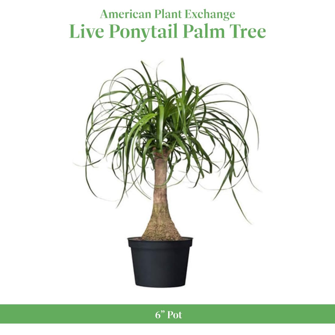 American Plant Exchange Live Ponytail Palm Tree, Bottle Palm Tree, Elephant’s Foot Houseplant, Ideal for Home and Garden Decor, 6" Pot