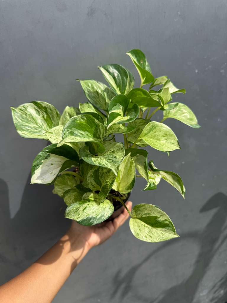 PLANTVERS Manjula Pothos in 4" Decorative Pot – Live Variegated Pothos Plant – Easy Care Indoor Houseplant – Air Purifying Low Maintenance Plant for Home or Office Décor