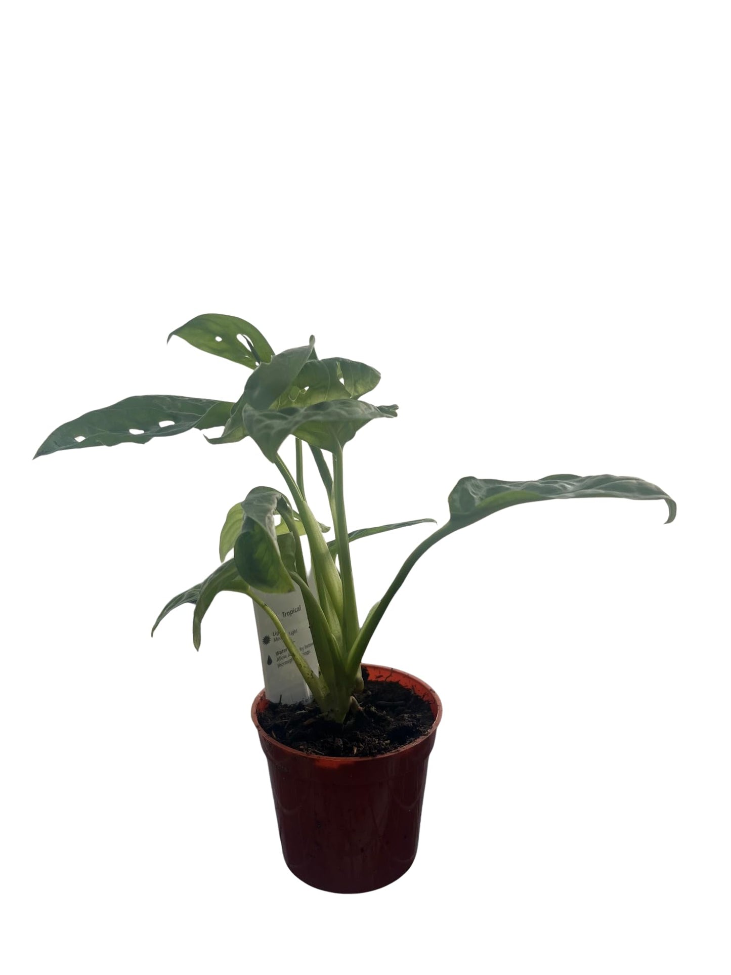 Swiss Cheese Plant - Monstera adansonii - 2.5" Pot